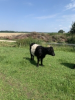 Belted Galloway Färse in Schwarz