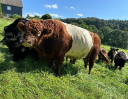 Red Belted Galloway-Zuchtbulle OTHELLO von ODIN RED zu verkaufen