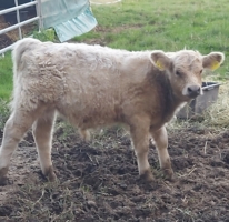 Bullenkalb, rein silverdun gezogen