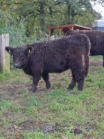 weibl. black Galloway Absetzer