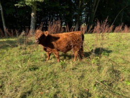 Roter Jungbulle vom Steinbach