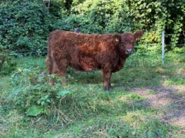 Rote Färse vom Steinbach