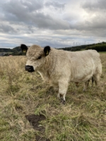 White Galloway Bulle