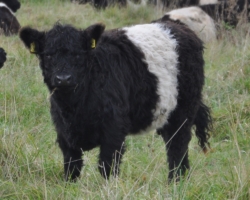 belted Galloway Färse