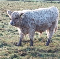 Rein silverdun gezogenes Bullenkalb