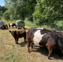 Miniaturansicht für das Anzeigenbild