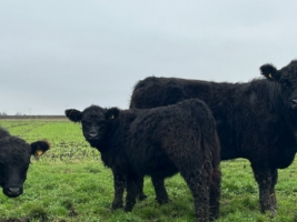 Black Galloway Färse Coco